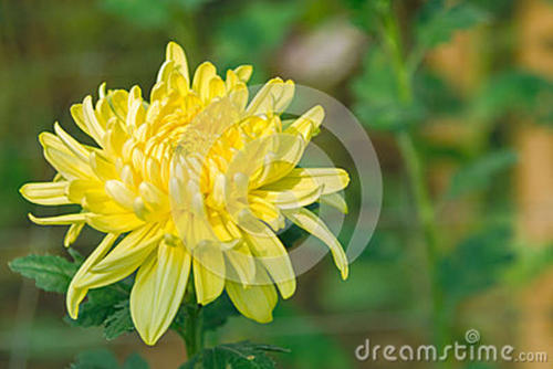 菊花