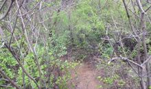 一路荆棘一路花