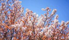 生命的花季演绎青春