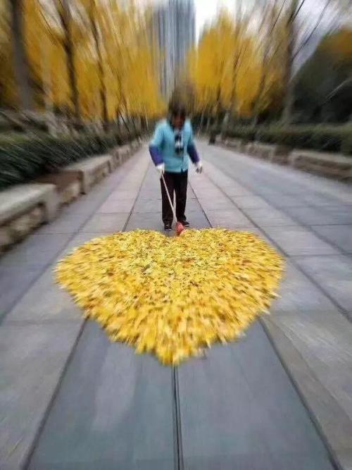 扫银杏叶