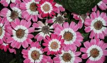 美丽的心情美丽的雨