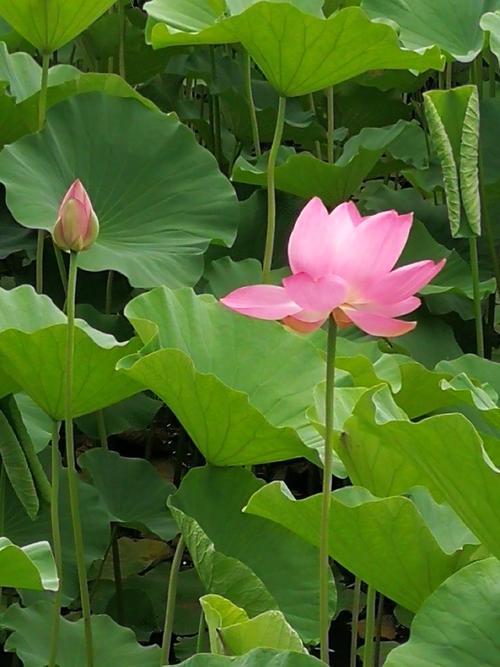 冷风轻轻吹