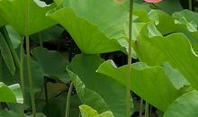 那冷风轻轻吹过