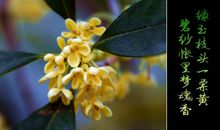 梦恰似枝头一蓓蕾