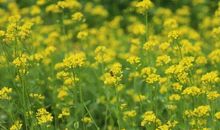 春天的你到底去哪儿了