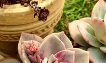 我家的“肉肉”