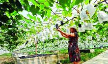 我的青春有棵葡萄树