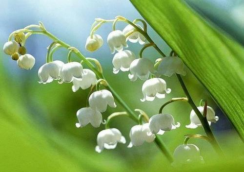 美丽的山谷百合花