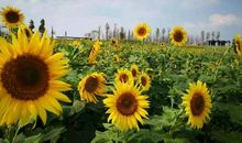 美丽的向日葵海