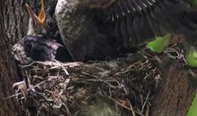 乌鸫成长观察记