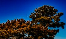 大自然美妙的声音