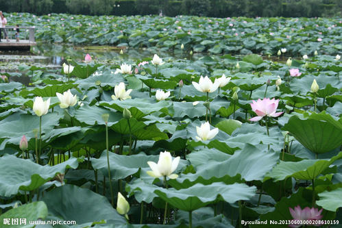荷花池风光