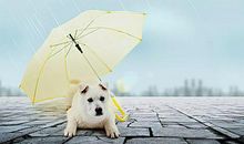 别忘了伸出一把伞