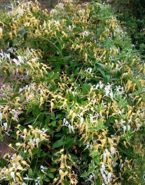 成功就像种花