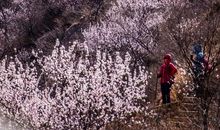 丝丝春韵拂大堰