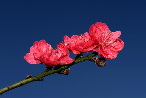 今年桃花开红