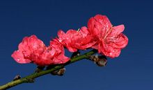 今年桃花别样红