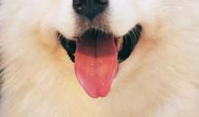 我最喜欢的动物狗