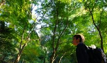 记忆中，一树翠绿