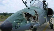 校园“鸟”祸事故