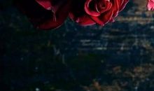 我心中的那朵玫瑰