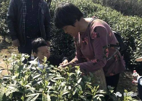 奶奶的绿茶