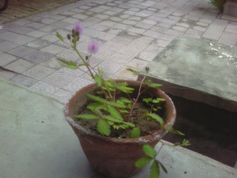 胆小的含羞草