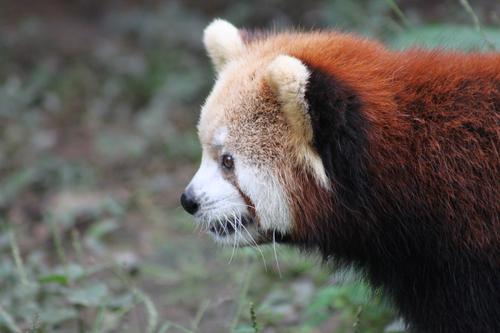 我是小熊猫