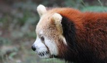 我是一只小熊猫