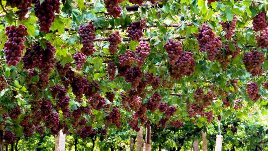 缩写Grapegou
