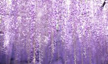 紫藤花下的秘密