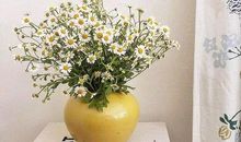 逆境中的开最美