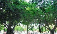 榕树竟与我有关