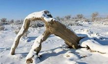 冬天的荒芜之美