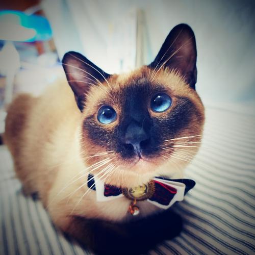 一只猫