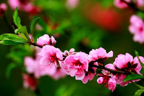 桃花