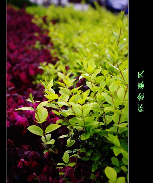 怀念春天