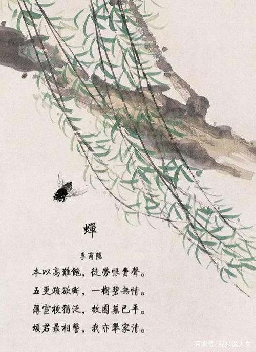 蝉的故事