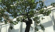 让世界聆听银川花开的声音