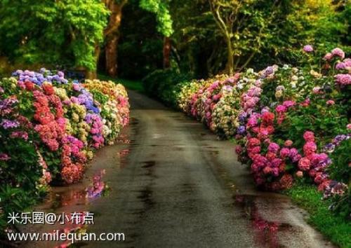 一路开花