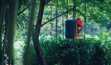 那片竹林进入了我的视线