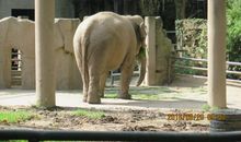 参观上海动物园