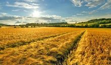 又是一年丰收季