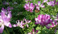 我是春天里的一株“小草”