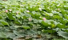 荷塘美景如画作文