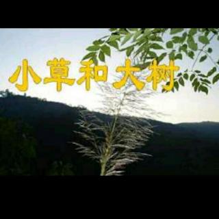 草和玫瑰
