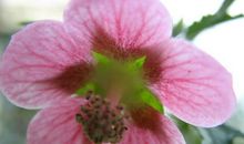 心灵栖息在树上