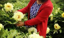 含苞待放的盛季