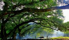 假如小树有心思