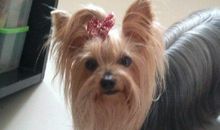 我家来了小客人